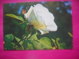 HOPCT 11513 TRANDAFIRI ALBI -CP FELICITARE FLORI- ROMANIA-NECIRCULATA