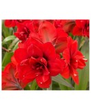 Cumpara ieftin Amaryllis, Hippeastrum Double King, Rosu Floare Dubla, 34/36,1 bulb, Oem