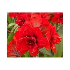 Amaryllis, Hippeastrum Double King, Rosu Floare Dubla, 34/36,1 bulb