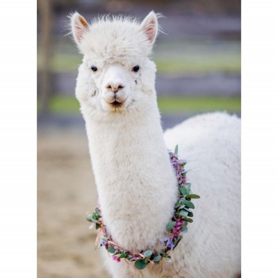 Puzzle Alpaca, 200 Piese foto