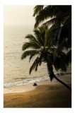 Tablou Canvas Peisaj Palmieri Elegante Calm, 26 x 39 cm, CMCLASS