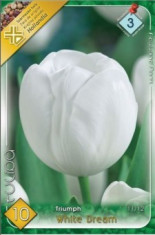 Bulbi Tulipa Triumph White Dream foto