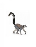 Lemur cu coada-inel - Collecta