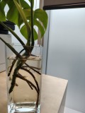 Monstera deliciosa - propagare planta