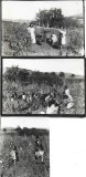 M1423N Țărani rom&acirc;ni la cules via, Transilvania, &icirc;nceputul secolului al XX-lea, lot de 3 fotografii