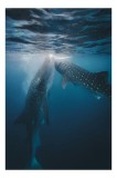 Tablou Canvas, "Dansul subtil al rechinilor balenă", Majestic, Underwater, Gentle, Giants, Ocean, Tranquil, Spotty, Graceful, Swimming, 26 x 39 cm, CM