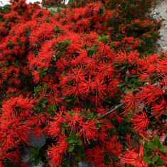 EMBOTHRIUM COCCINEUM - Arbustl chilean de foc- 5 seminte pentru semanat