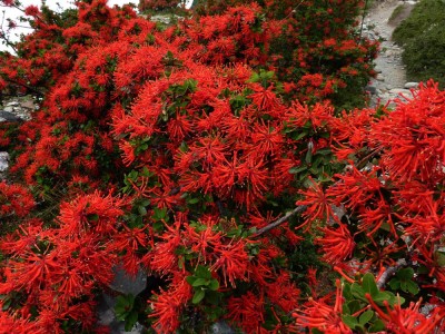 EMBOTHRIUM COCCINEUM - Arbustl chilean de foc- 5 seminte pentru semanat foto