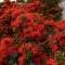 EMBOTHRIUM COCCINEUM - Arbustl chilean de foc- 5 seminte pentru semanat