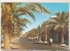 Bnk cp Algeria - Ghardaia - Bulevardul 1 Noiembrie 1954 - uzata, Circulata, Printata