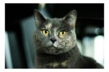 Tablou Canvas, "Misterul privirii feline enigmatic", Nu pot să &icirc;ți spun cine e &icirc;n imagine, dar pot să te ajut cu altceva legat de pisici sau fotografi