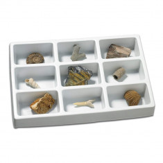 Kit paleontologie - Fosile PlayLearn Toys foto