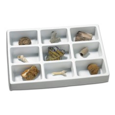 Kit paleontologie - Fosile PlayLearn Toys foto