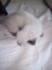 Vand 2 pui de pisici birmaneze