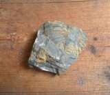 Trilobit fosila din Silurian