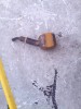 Pipa veche de colectie