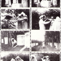 HST P476 Lot 8 poze apicultori Săbăreni jud Giurgiu 1966