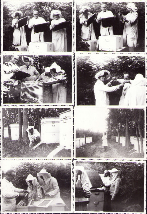 HST P476 Lot 8 poze apicultori Săbăreni jud Giurgiu 1966