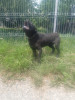 Ofer spre vanzare cane corso