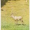 bnk cp Fauna - Cerb carpatin - Vedere - uzata