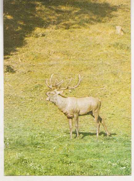 bnk cp Fauna - Cerb carpatin - Vedere - uzata