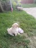 Bichoni maltezi, băieți, #1 All Systems