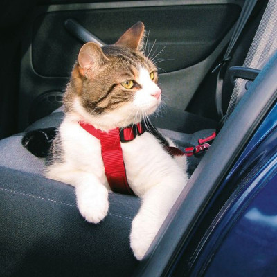 Ham de siguranță pentru pisici, utilizabilă &amp;icirc;n mașină - 20 - 50 cm foto