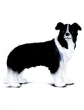 Figurina Border Collie, Collecta
