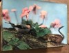CPA. Carti Postale Tematice 3D cu imagine in miscare, Circulata, Printata