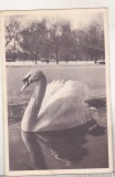 Bnk cp Bucuresti - Parcul Libertatii - circulata 1961, Printata