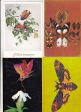 Bnk cp Insecte - lot 20 carti postale si felicitari, Necirculata, Printata