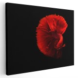 Tablou peste rosu betta pe fundal negru, rosu 1379 Tablou canvas pe panza CU RAMA 70x100 cm