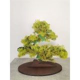 Bonsai cu licheni naturali stabilizati pe suport lemn 20 cm