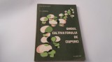 N. MATEESCU - GHIDUL CULTIVATORULUI DE CIUPERCI RF19/2
