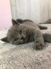 Pui pisica british shorthair ?i scottish fold foto