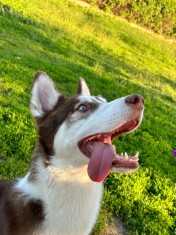 Vand Husky maro - 1 an