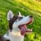 Vand Husky negru - 1 an jumatate