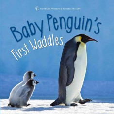 Baby Penguin&amp;#039;s First Waddles foto