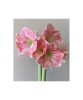 Bulb Amaryllis Hippeastrum Rosalie&reg; Roz 24/26, Decoratiuni casa, Flori mari de interior, Gradina Eleganta, Plantare usoara