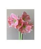 Cumpara ieftin Amaryllis, Hippeastrum Rosalie&reg;, Roz, 24/26,1 bulb, Oem