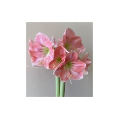 Amaryllis, Hippeastrum Rosalie&reg;, Roz, 24/26,1 bulb