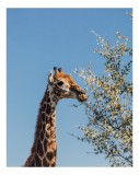 Tablou Canvas, "Giraful vesel sub cerul albastru", Giraffe, Tree, Feeding, Sky, Leaves, Nature, Wildlife, 26 x 39 cm, CMCLASS