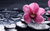 Fototapet de perete autoadeziv si lavabil Orhidee roz, 270 x 200 cm