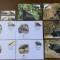 leshoto - pasari - serie 4 timbre MNH, 4 FDC, 4 maxime, fauna wwf