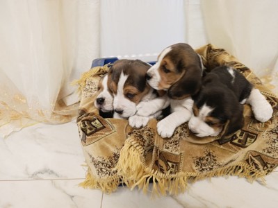 Pui de Beagle Tricolor foto