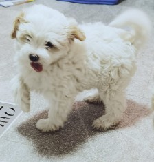 Bichon maltez 2 luni foto
