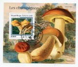 Ciuperci - Togo 2022 - Coliță Boletus edulis CP1_I