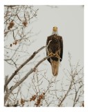 Tablou Canvas, "Vulturul domină ramurile uscate", Majestic, Regal, Observant, Perched, Commanding, 26 x 39 cm, CMCLASS