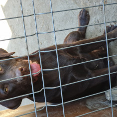 Labrador Ciocolatiu Mascul