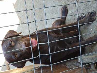 Labrador Ciocolatiu Mascul foto